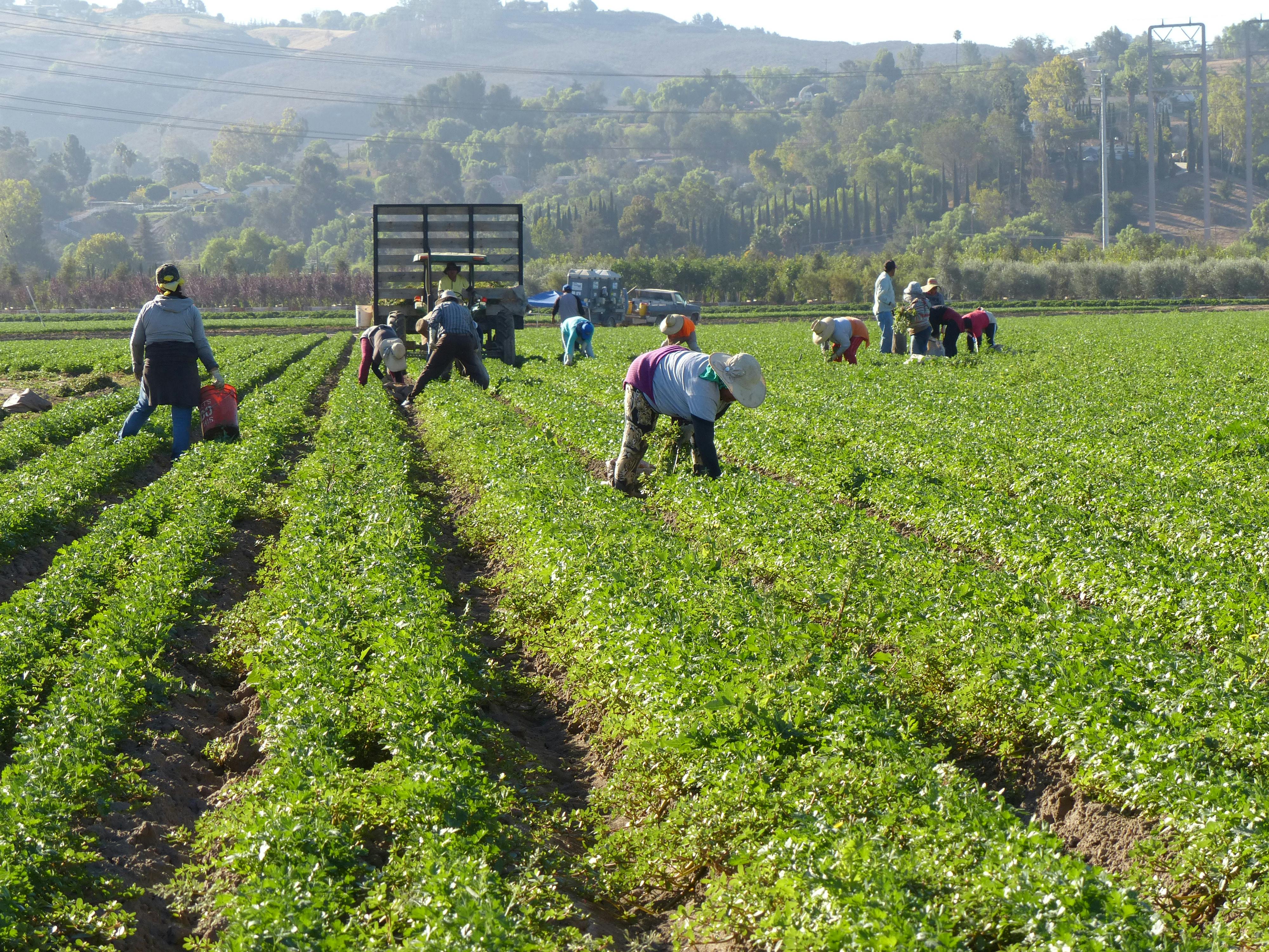 H-2A Agricultural Worker Program
